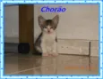 Chorão
