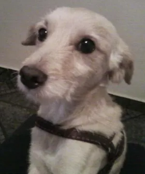 Cachorro raça Poodle idade 4 anos nome KENAY