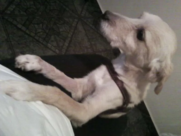 Cachorro raça Poodle idade 4 anos nome KENAY