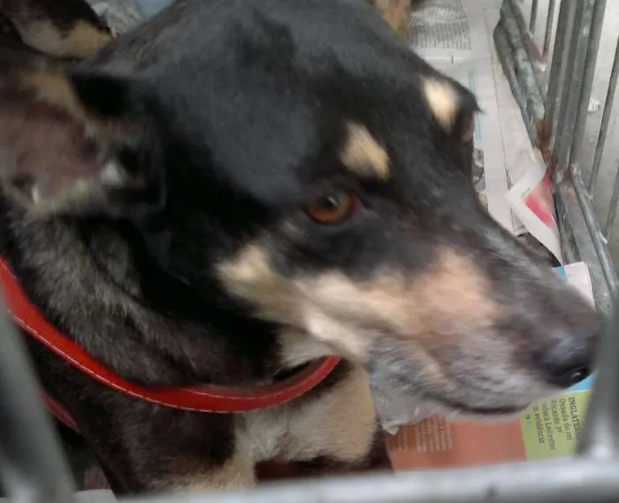 Cachorro ra a SRD idade 2 anos nome Princesa