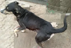 Cachorro raça SRD idade 2 anos nome Princesa