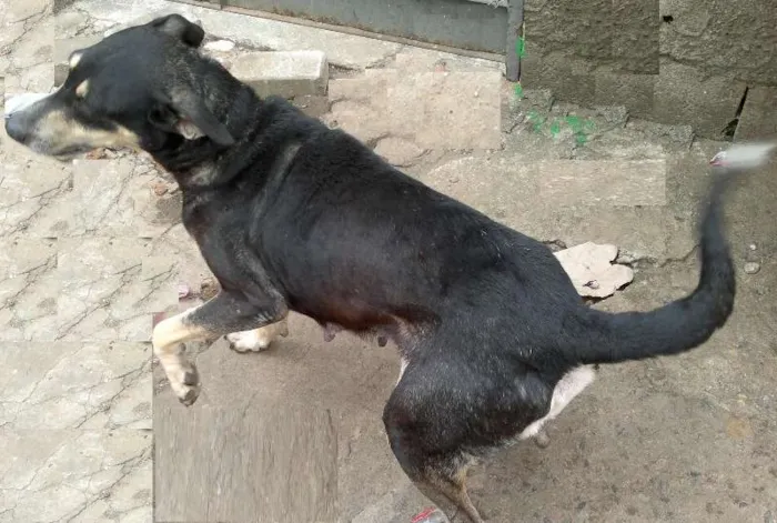 Cachorro ra a SRD idade 2 anos nome Princesa
