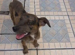 Cachorro raça SRD idade 2 a 6 meses nome valente