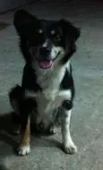 Raposa
