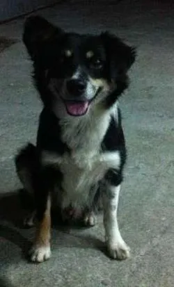 Cachorro ra a Vira Lata idade 3 anos nome Raposa