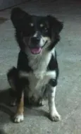 Raposa