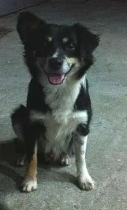 Cachorro ra a Vira Lata idade 3 anos nome Raposa