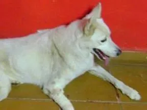 Cachorro ra a pastor belga idade 7 a 11 meses nome não sei