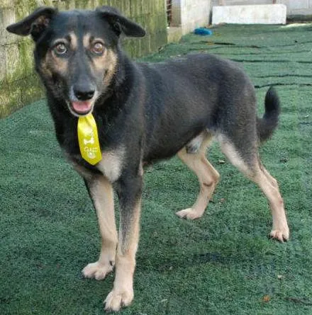 Cachorro ra a SRD idade 6 ou mais anos nome Richard - Uma graça!