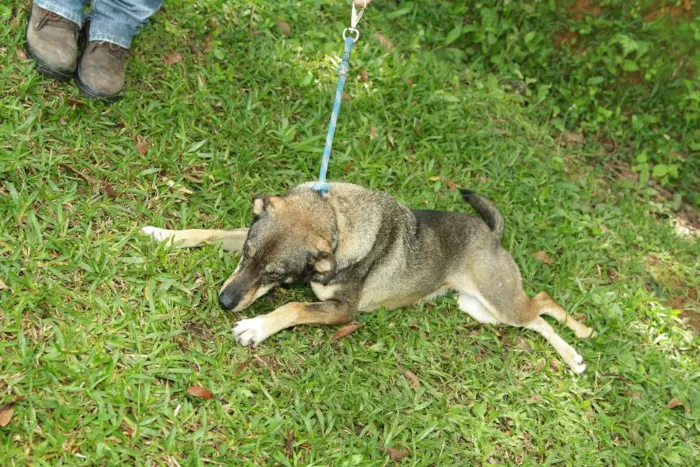 Cachorro ra a SRD idade 4 anos nome Ronaldo - Lindo dem