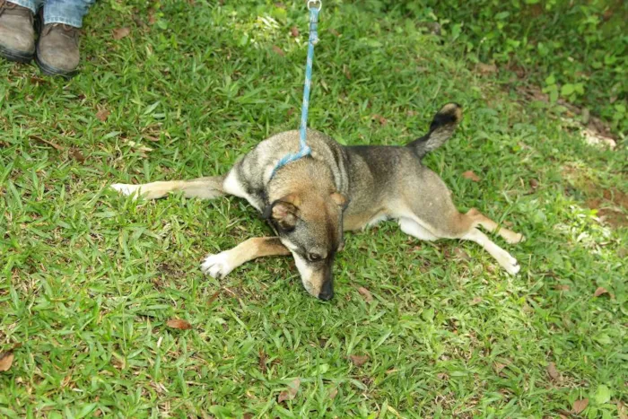 Cachorro ra a SRD idade 4 anos nome Ronaldo - Lindo dem