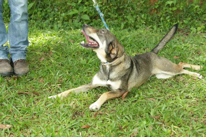 Cachorro ra a SRD idade 4 anos nome Ronaldo - Lindo dem
