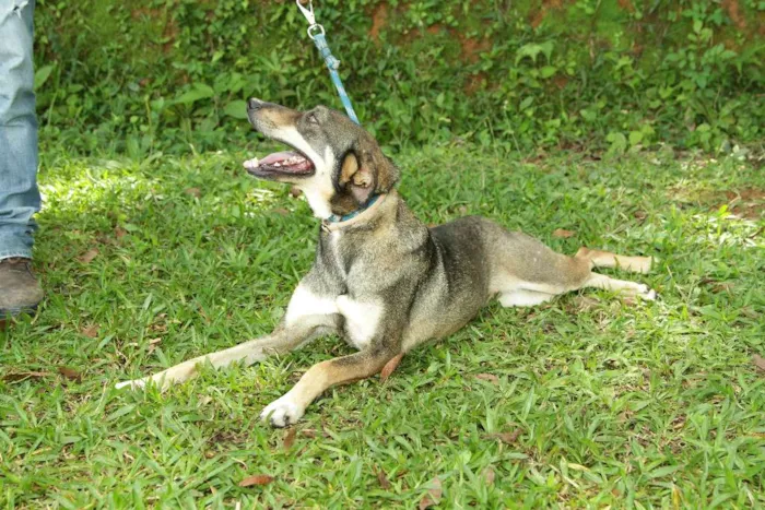 Cachorro ra a SRD idade 4 anos nome Ronaldo - Lindo dem