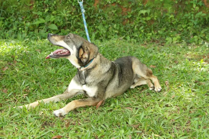 Cachorro ra a SRD idade 4 anos nome Ronaldo - Lindo dem