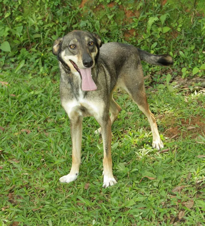 Cachorro ra a SRD idade 4 anos nome Ronaldo - Lindo dem