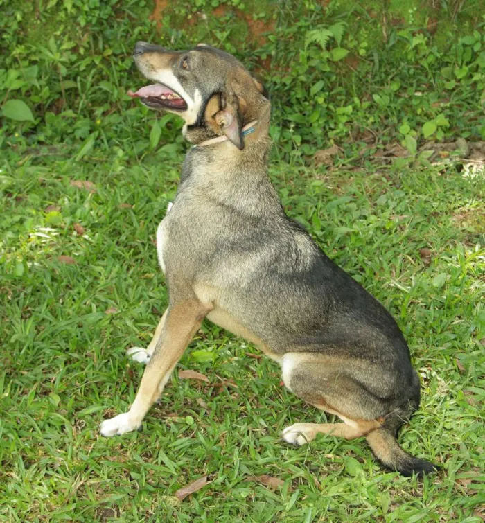 Cachorro ra a SRD idade 4 anos nome Ronaldo - Lindo dem