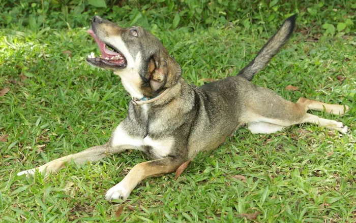 Cachorro ra a SRD idade 4 anos nome Ronaldo - Lindo dem