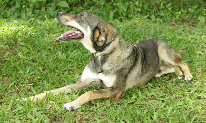 Cachorro ra a SRD idade 4 anos nome Ronaldo - Lindo dem