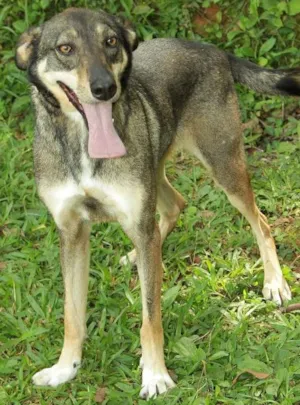 Cachorro raça SRD idade 4 anos nome Ronaldo - Lindo dem