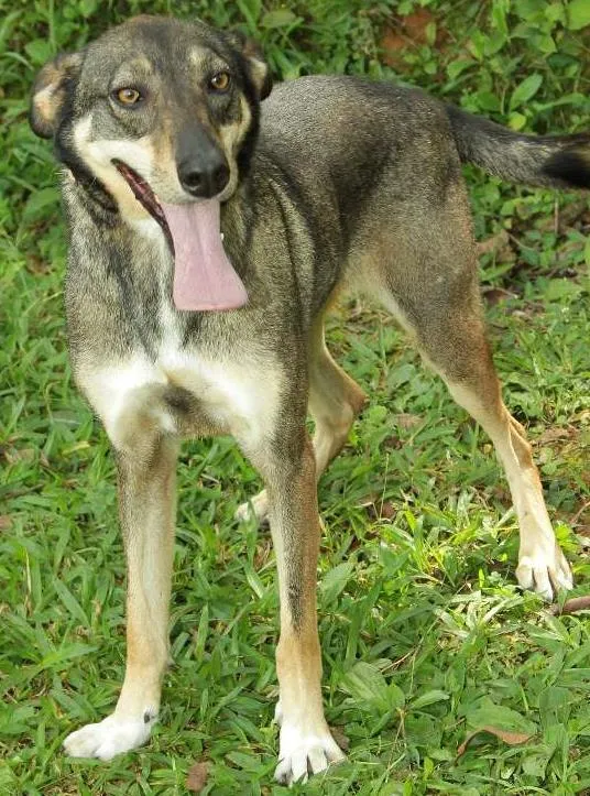 Cachorro ra a SRD idade 4 anos nome Ronaldo - Lindo dem