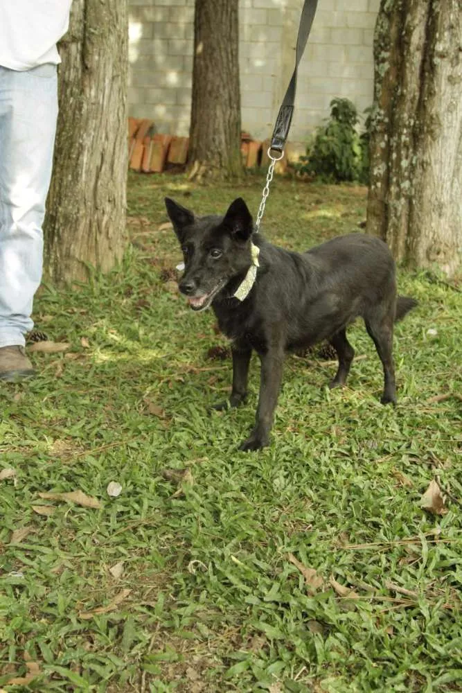 Cachorro ra a SRD idade 6 ou mais anos nome Monalisa - Uma Lind