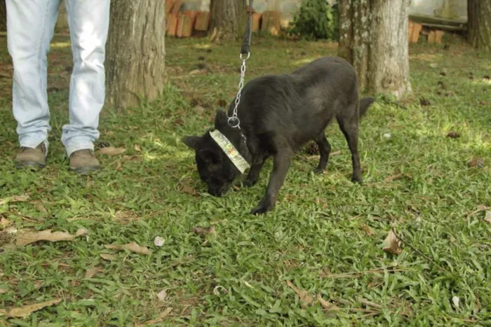 Cachorro ra a SRD idade 6 ou mais anos nome Monalisa - Uma Lind