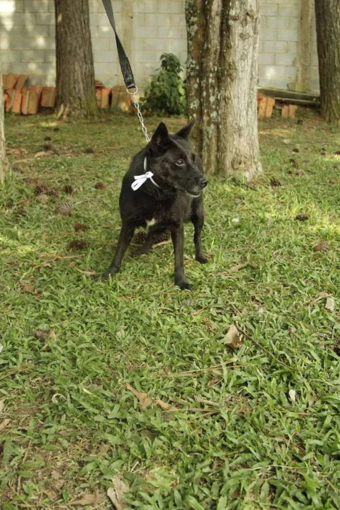 Cachorro ra a SRD idade 6 ou mais anos nome Monalisa - Uma Lind