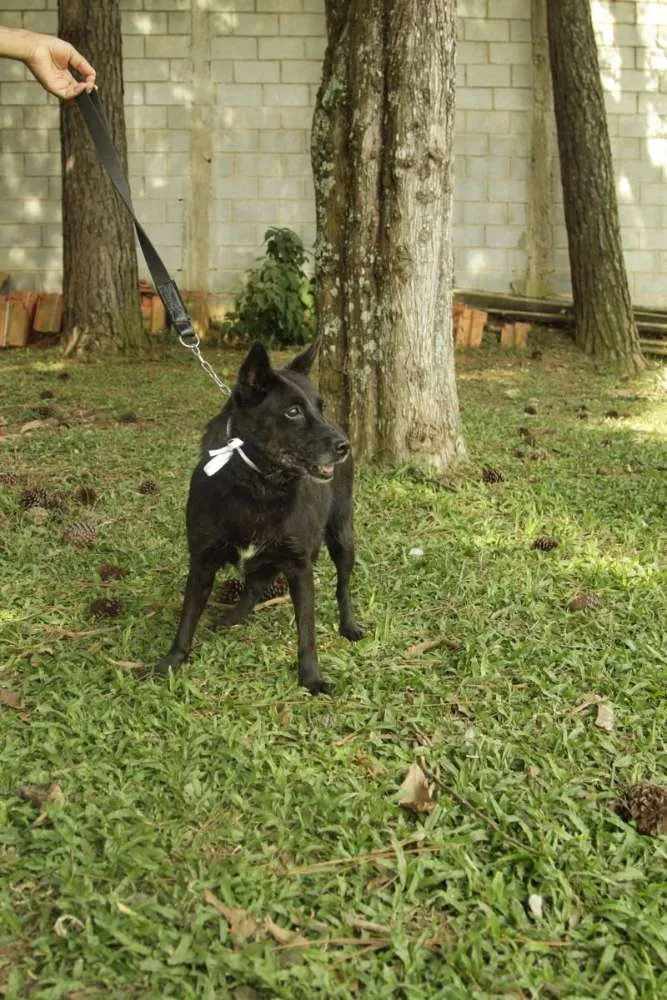 Cachorro ra a SRD idade 6 ou mais anos nome Monalisa - Uma Lind