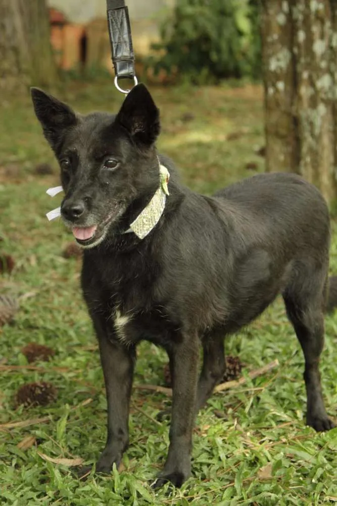 Cachorro ra a SRD idade 6 ou mais anos nome Monalisa - Uma Lind