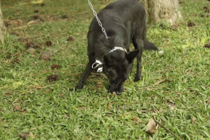 Cachorro ra a SRD idade 6 ou mais anos nome Monalisa - Uma Lind
