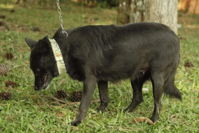 Cachorro ra a SRD idade 6 ou mais anos nome Monalisa - Uma Lind