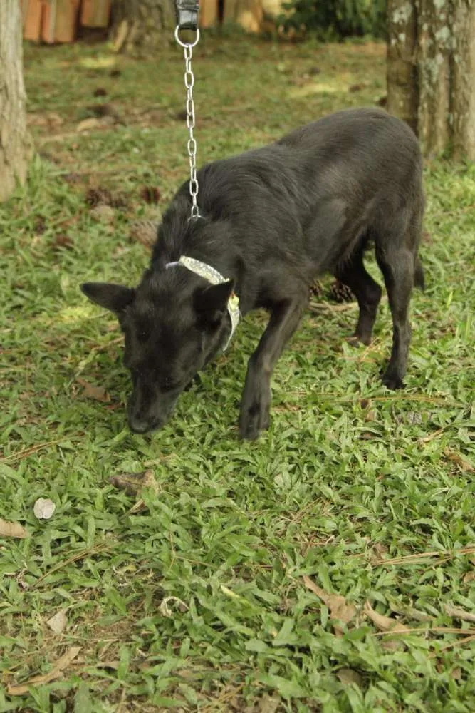 Cachorro ra a SRD idade 6 ou mais anos nome Monalisa - Uma Lind