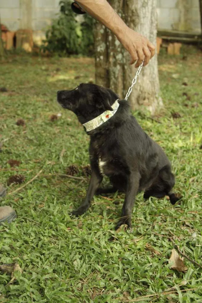 Cachorro ra a SRD idade 6 ou mais anos nome Monalisa - Uma Lind