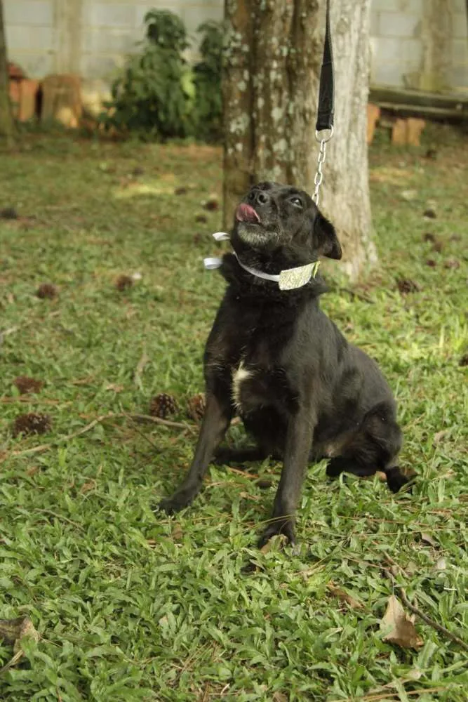 Cachorro ra a SRD idade 6 ou mais anos nome Monalisa - Uma Lind