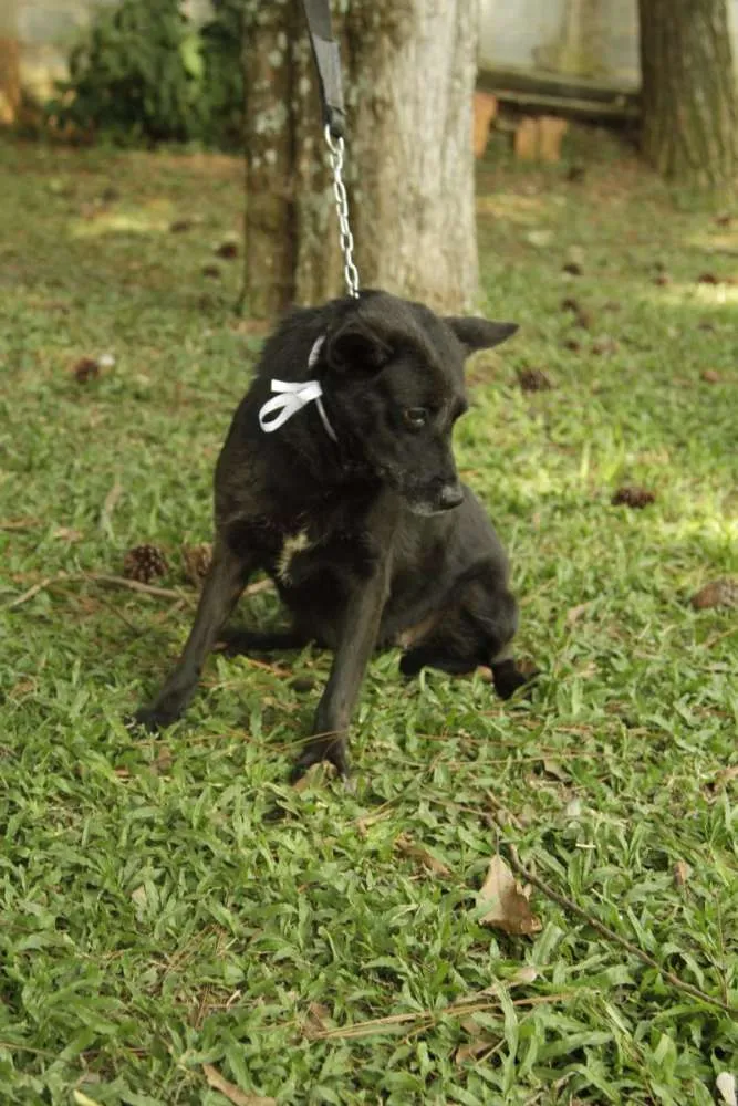 Cachorro ra a SRD idade 6 ou mais anos nome Monalisa - Uma Lind
