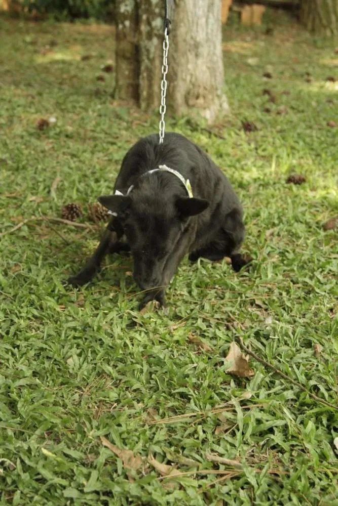 Cachorro ra a SRD idade 6 ou mais anos nome Monalisa - Uma Lind