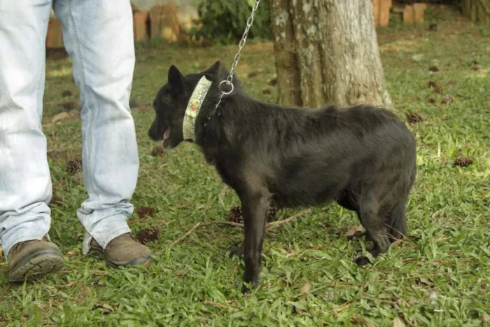 Cachorro ra a SRD idade 6 ou mais anos nome Monalisa - Uma Lind