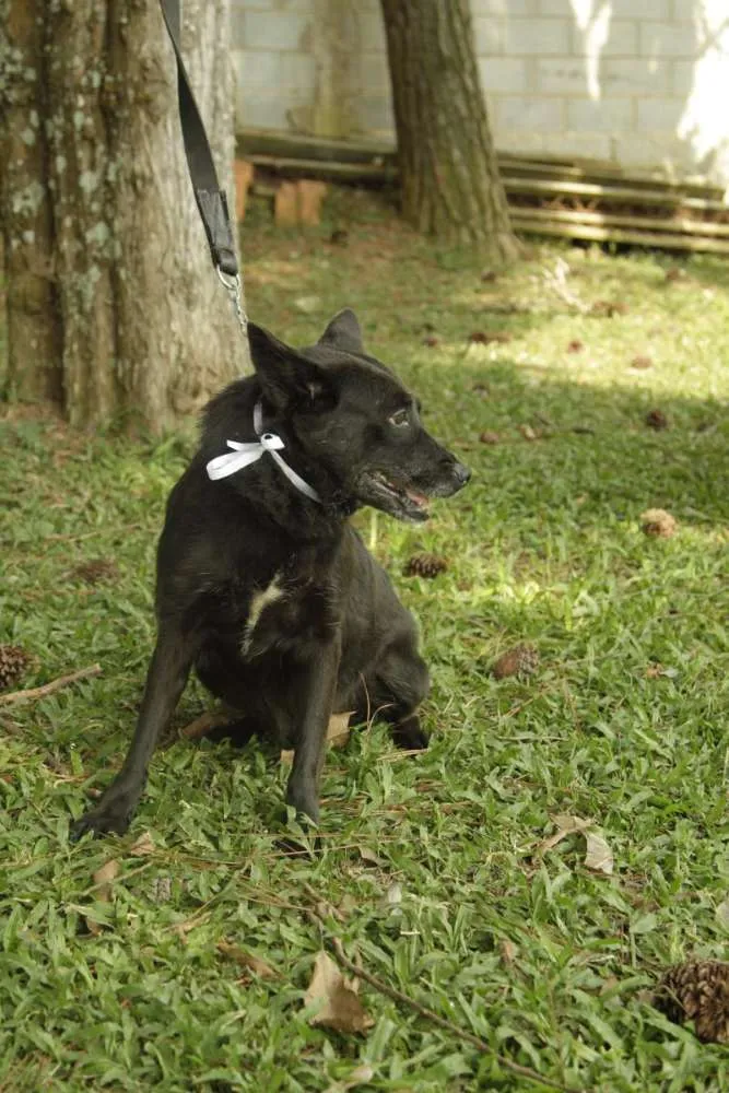Cachorro ra a SRD idade 6 ou mais anos nome Monalisa - Uma Lind