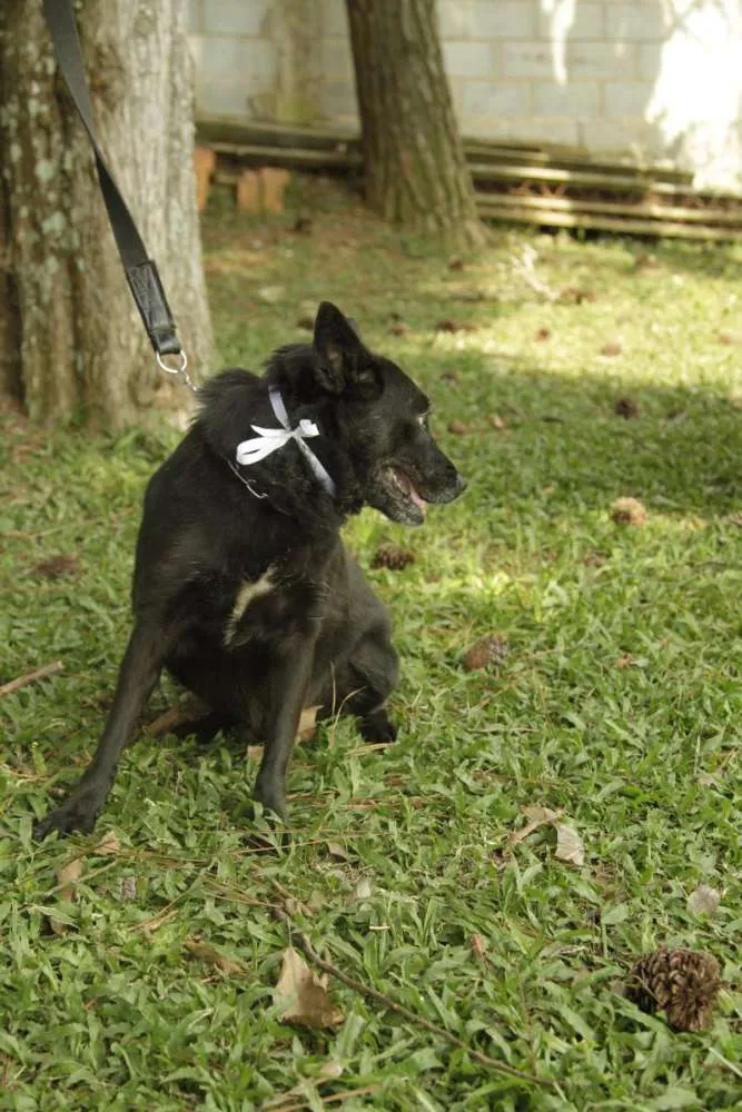 Cachorro ra a SRD idade 6 ou mais anos nome Monalisa - Uma Lind