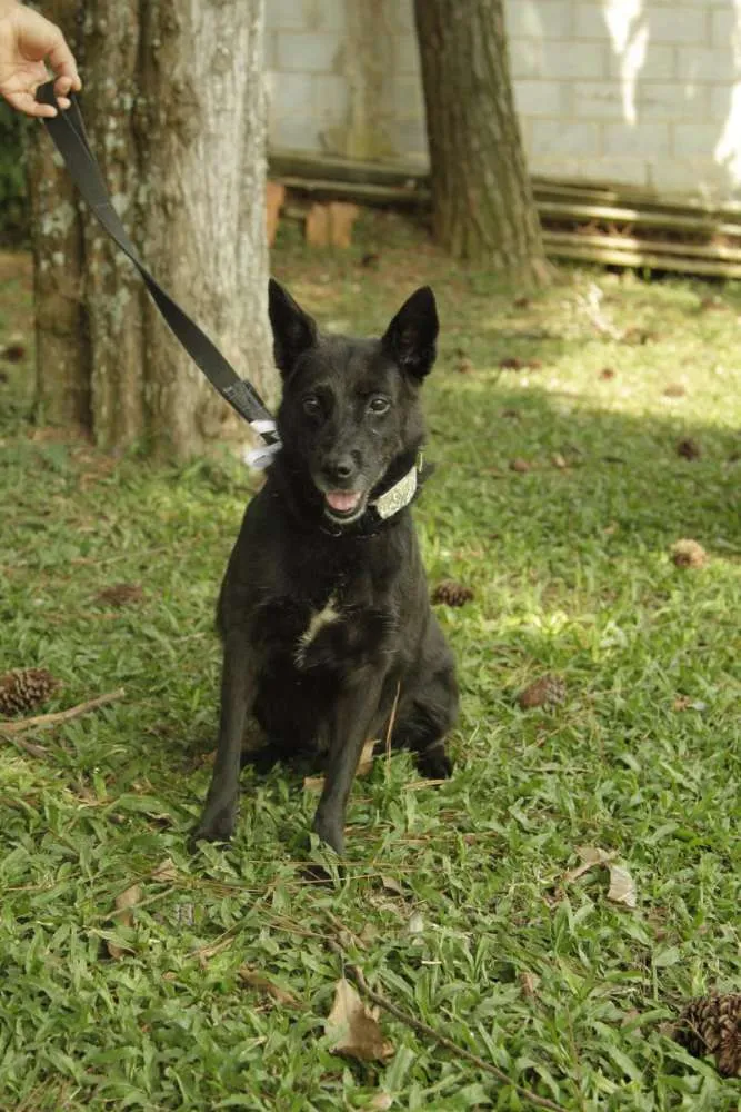 Cachorro ra a SRD idade 6 ou mais anos nome Monalisa - Uma Lind