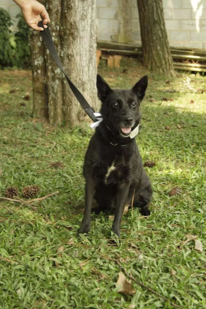 Cachorro ra a SRD idade 6 ou mais anos nome Monalisa - Uma Lind