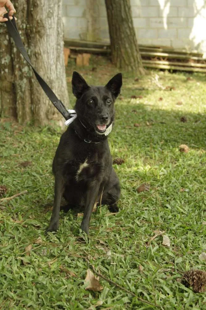 Cachorro ra a SRD idade 6 ou mais anos nome Monalisa - Uma Lind
