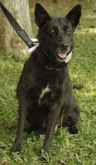 Cachorro ra a SRD idade 6 ou mais anos nome Monalisa - Uma Lind