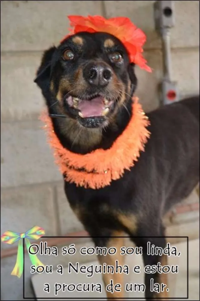 Cachorro ra a SRD idade 6 ou mais anos nome Neguinha - Princesi