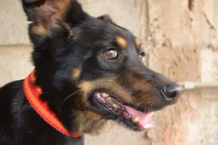 Cachorro ra a SRD idade 6 ou mais anos nome Neguinha - Princesi
