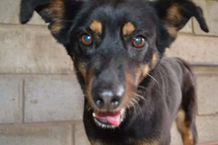 Cachorro ra a SRD idade 6 ou mais anos nome Neguinha - Princesi