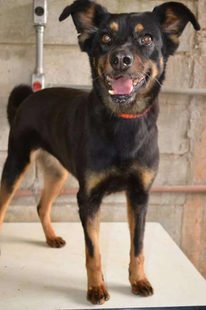 Cachorro ra a SRD idade 6 ou mais anos nome Neguinha - Princesi