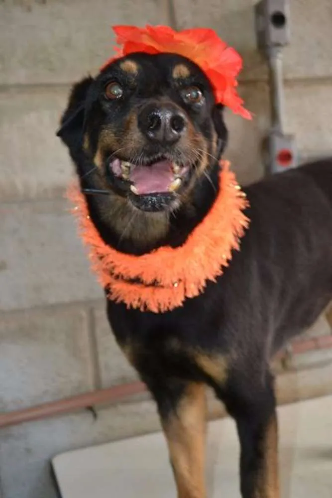 Cachorro ra a SRD idade 6 ou mais anos nome Neguinha - Princesi