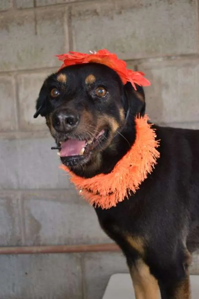 Cachorro ra a SRD idade 6 ou mais anos nome Neguinha - Princesi