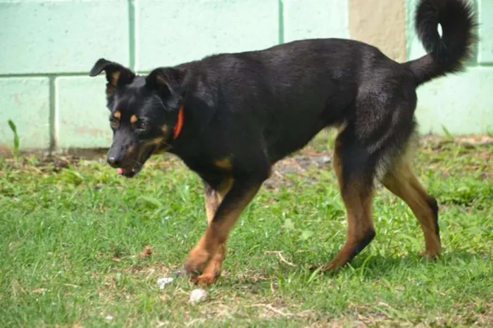 Cachorro ra a SRD idade 6 ou mais anos nome Neguinha - Princesi